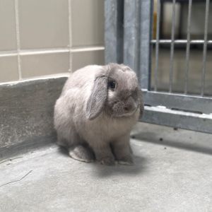 Pickles, Young Female unknown