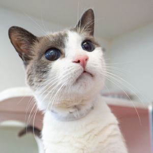 Princess, Adult Female unknown