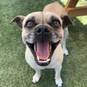 Pugsy, Adult Female unknown