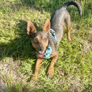 Buddy Holly, Adult Male unknown