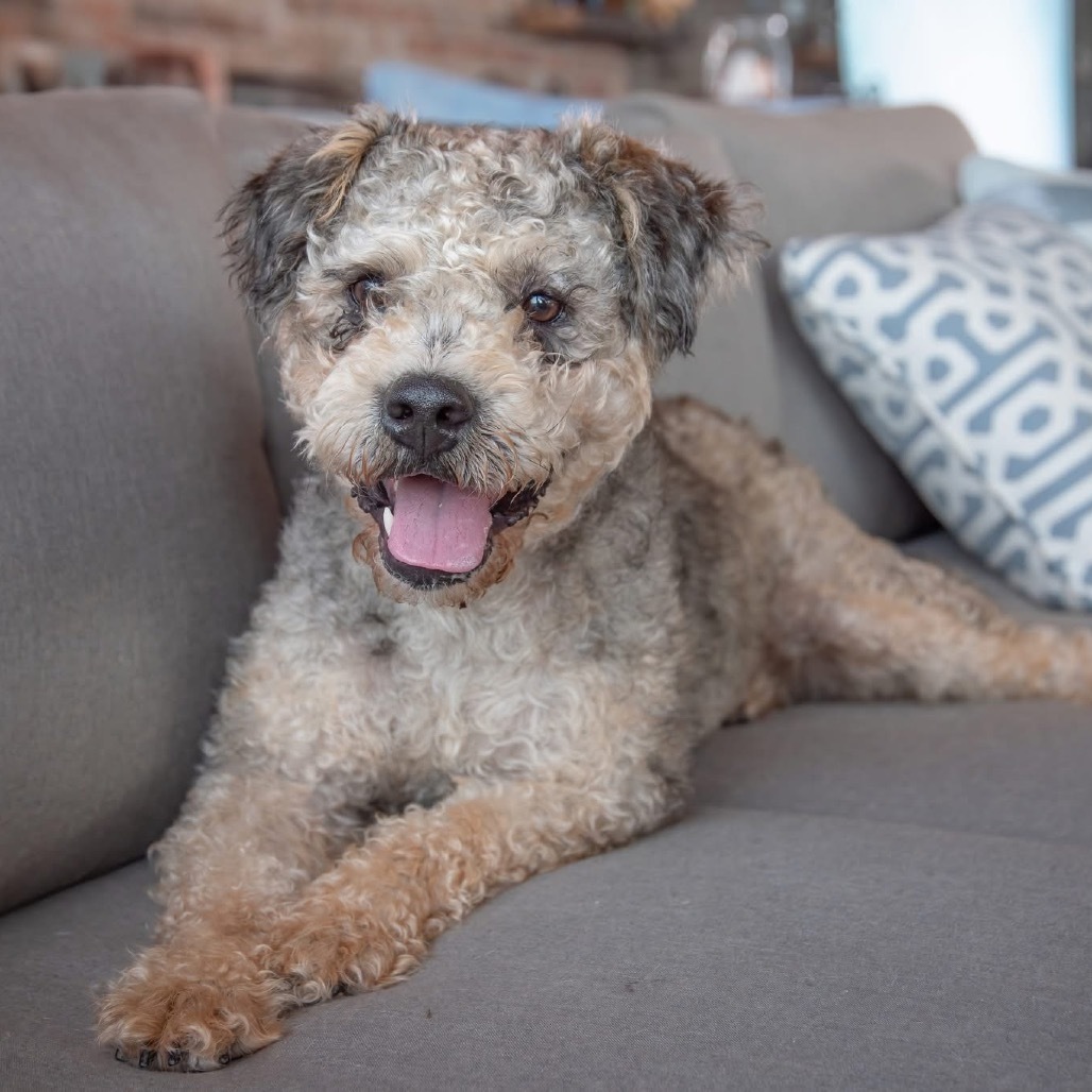 Wally B616, an adoptable Schnauzer, Poodle in Allen, TX, 75013 | Photo Image 1