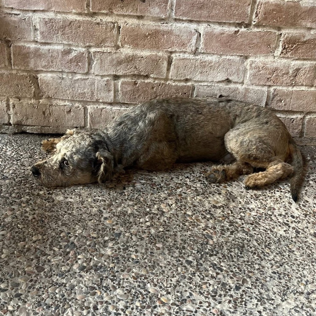 Wally B616, an adoptable Schnauzer, Poodle in Allen, TX, 75013 | Photo Image 2