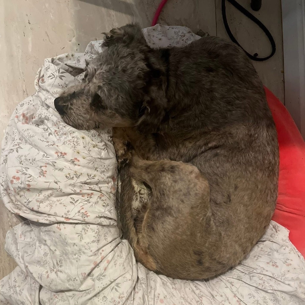 Wally B616, an adoptable Schnauzer, Poodle in Allen, TX, 75013 | Photo Image 3