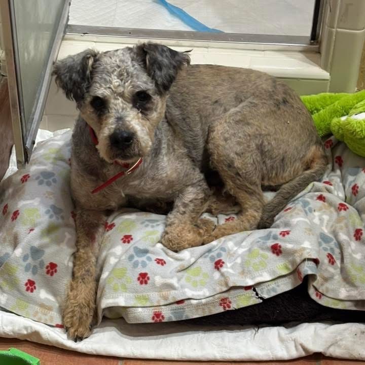 Wally B616, an adoptable Schnauzer, Poodle in Allen, TX, 75013 | Photo Image 4