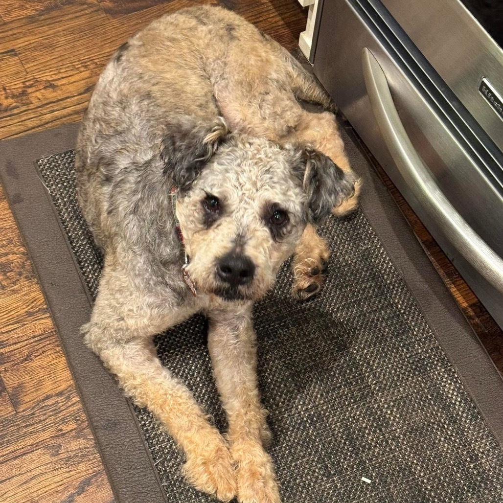 Wally B616, an adoptable Schnauzer, Poodle in Allen, TX, 75013 | Photo Image 5