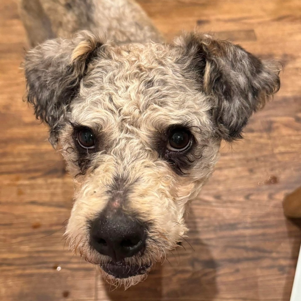 Wally B616, an adoptable Schnauzer, Poodle in Allen, TX, 75013 | Photo Image 6
