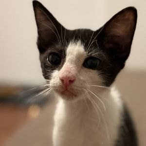 Victor Holstein Domestic Short Hair Cat