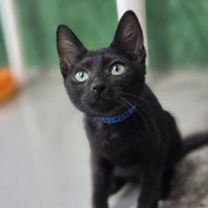 Stitch, Baby Male unknown