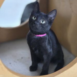 Lilo, Baby Female unknown