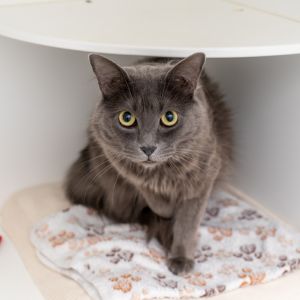 Albert Domestic Long Hair Cat