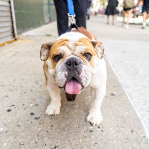 Lil' Kim English Bulldog Dog