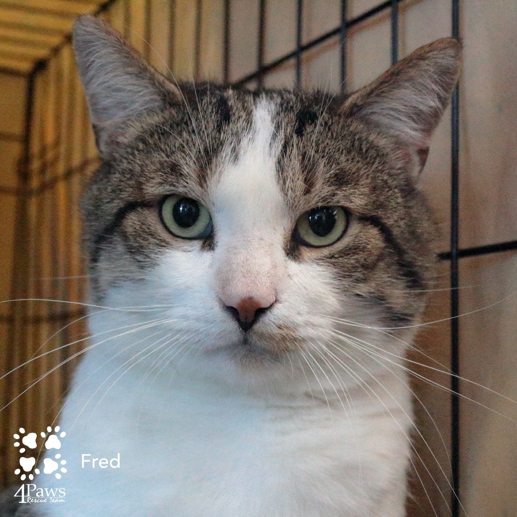 Fred Rockbridge