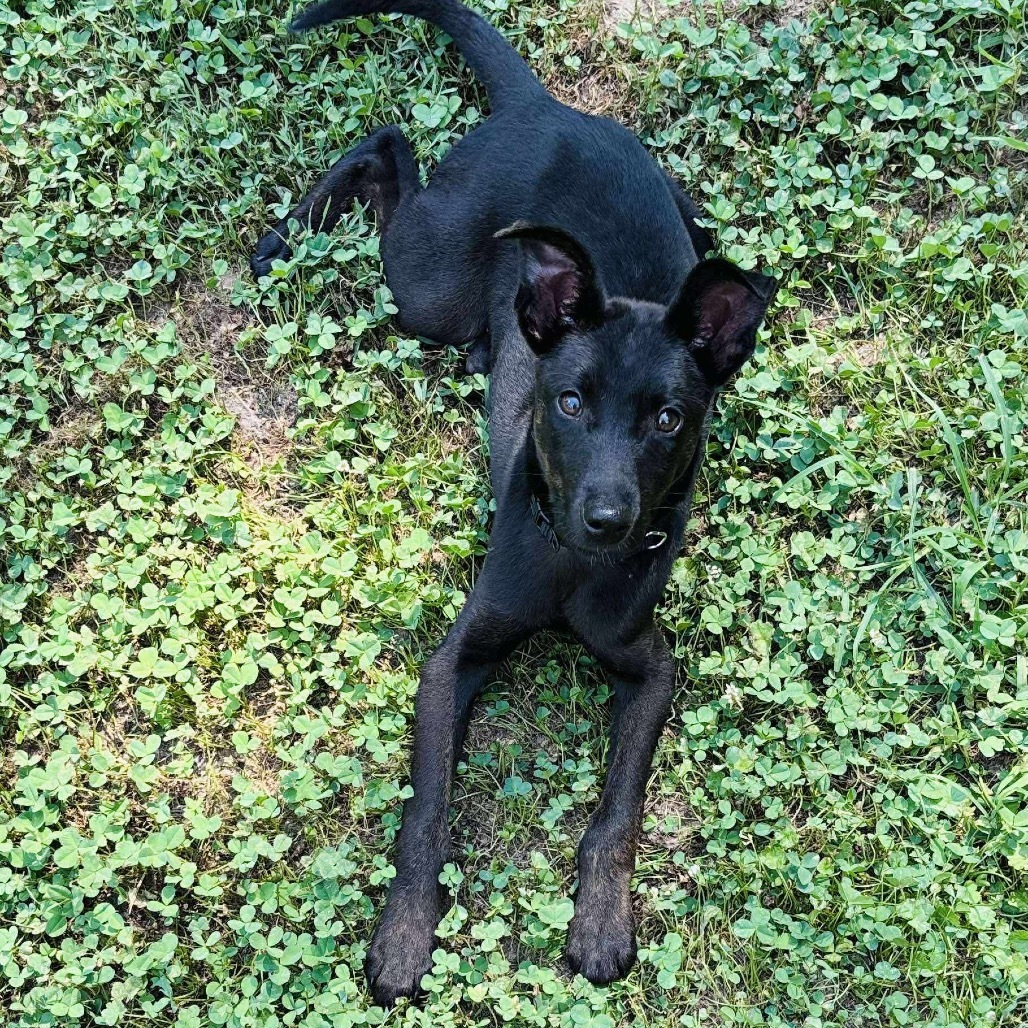 Lucius