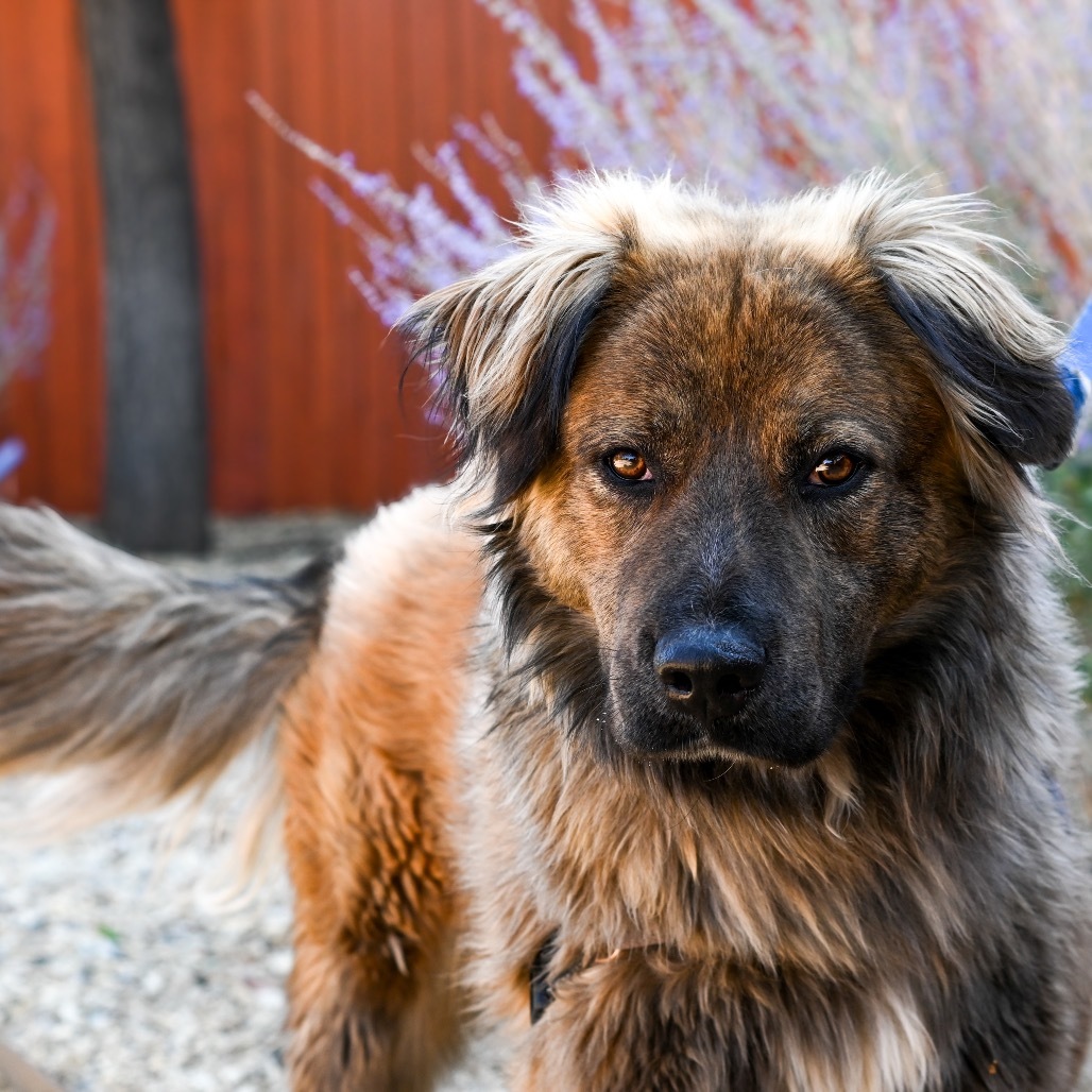 Burger, an adoptable German Shepherd Dog, Leonberger in Albuquerque, NM, 87108 | Photo Image 1