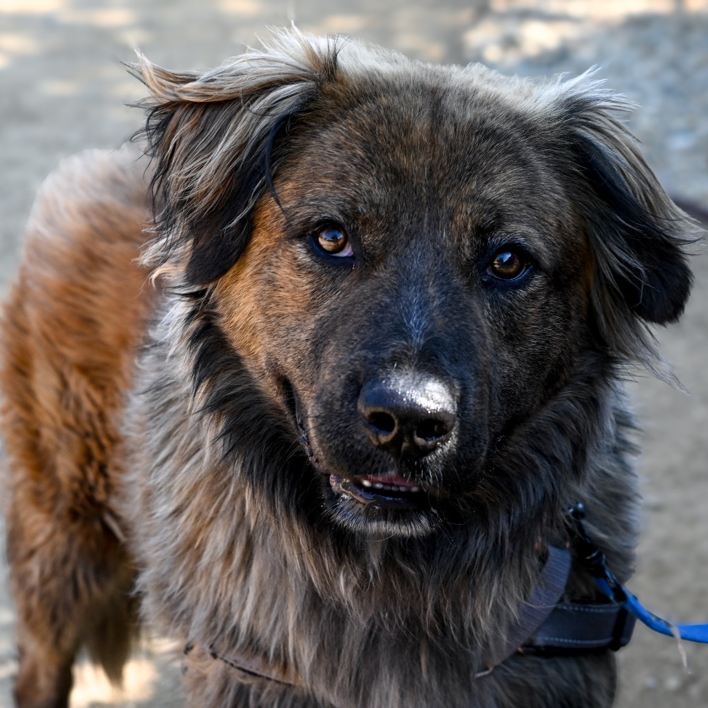 Burger, an adoptable German Shepherd Dog, Leonberger in Albuquerque, NM, 87108 | Photo Image 2