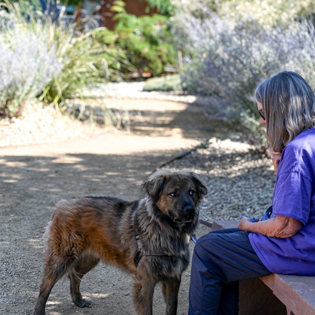Burger, an adoptable German Shepherd Dog, Leonberger in Albuquerque, NM, 87108 | Photo Image 3