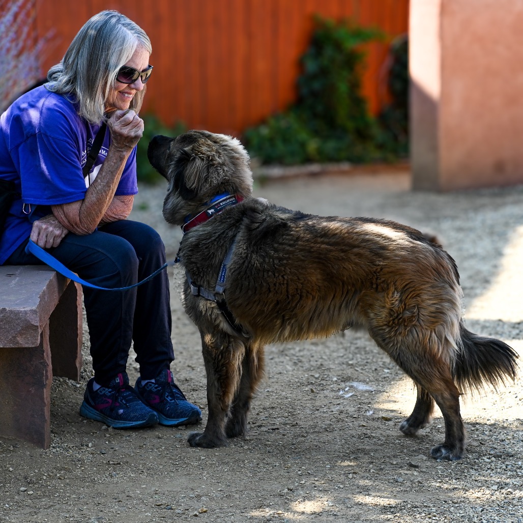 Burger, an adoptable German Shepherd Dog, Leonberger in Albuquerque, NM, 87108 | Photo Image 4