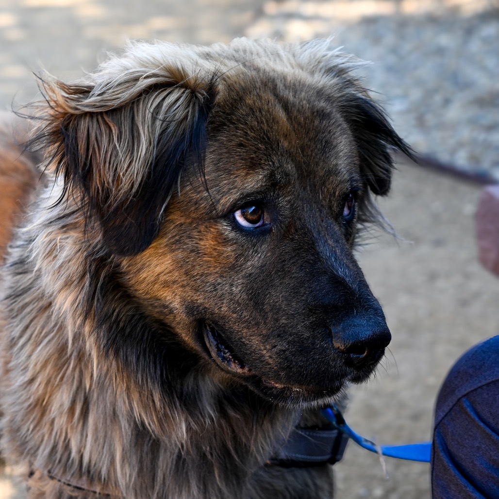 Burger, an adoptable German Shepherd Dog, Leonberger in Albuquerque, NM, 87108 | Photo Image 5