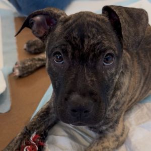 Grace is on site at our adoption center in SoHo Grace is a four-month-old female She embraces all 