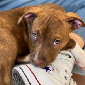 Genesis Mixed Breed Dog