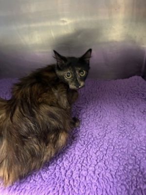 Snuggles, Adult Female unknown