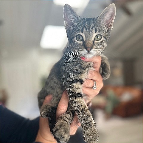 Mopsy