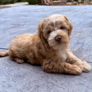 Shay Cockapoo Dog