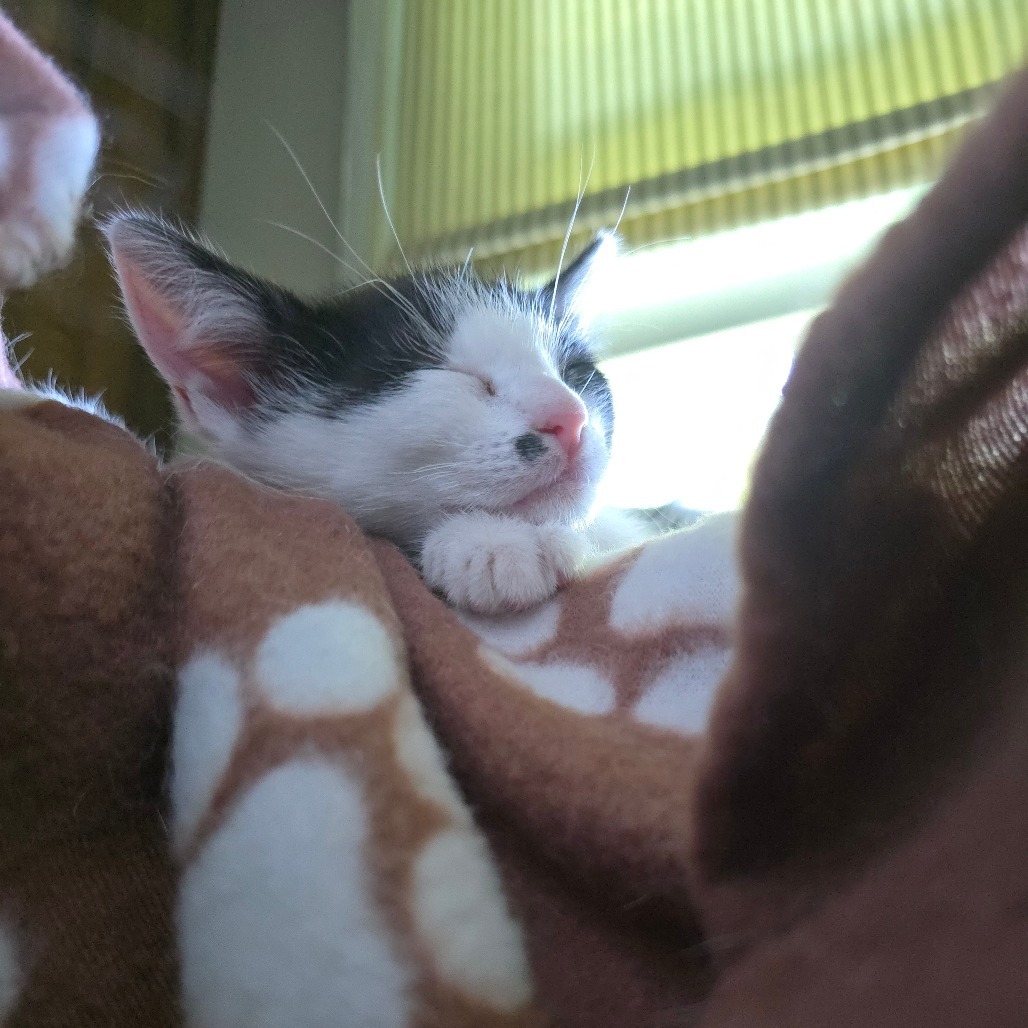 Gracie