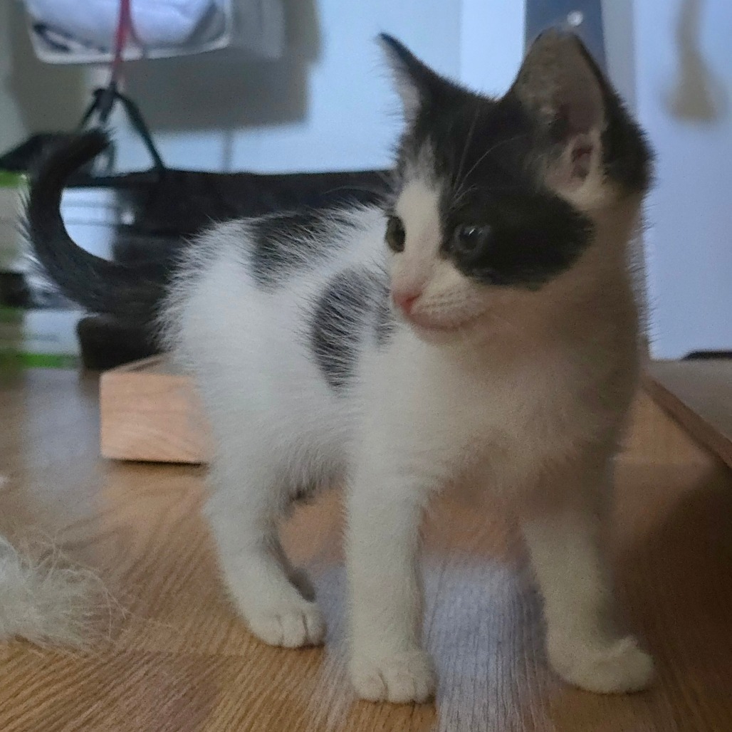 Gracie