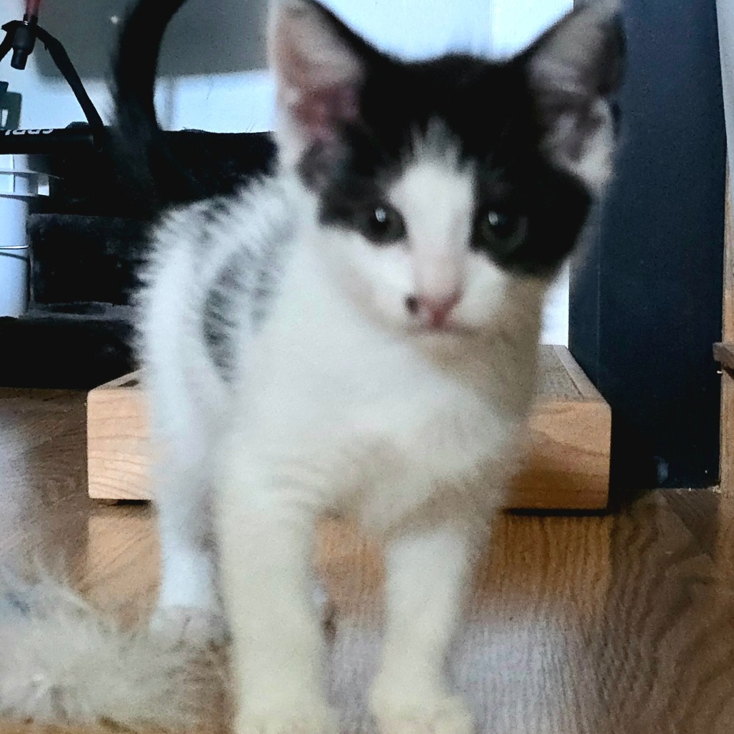Gracie