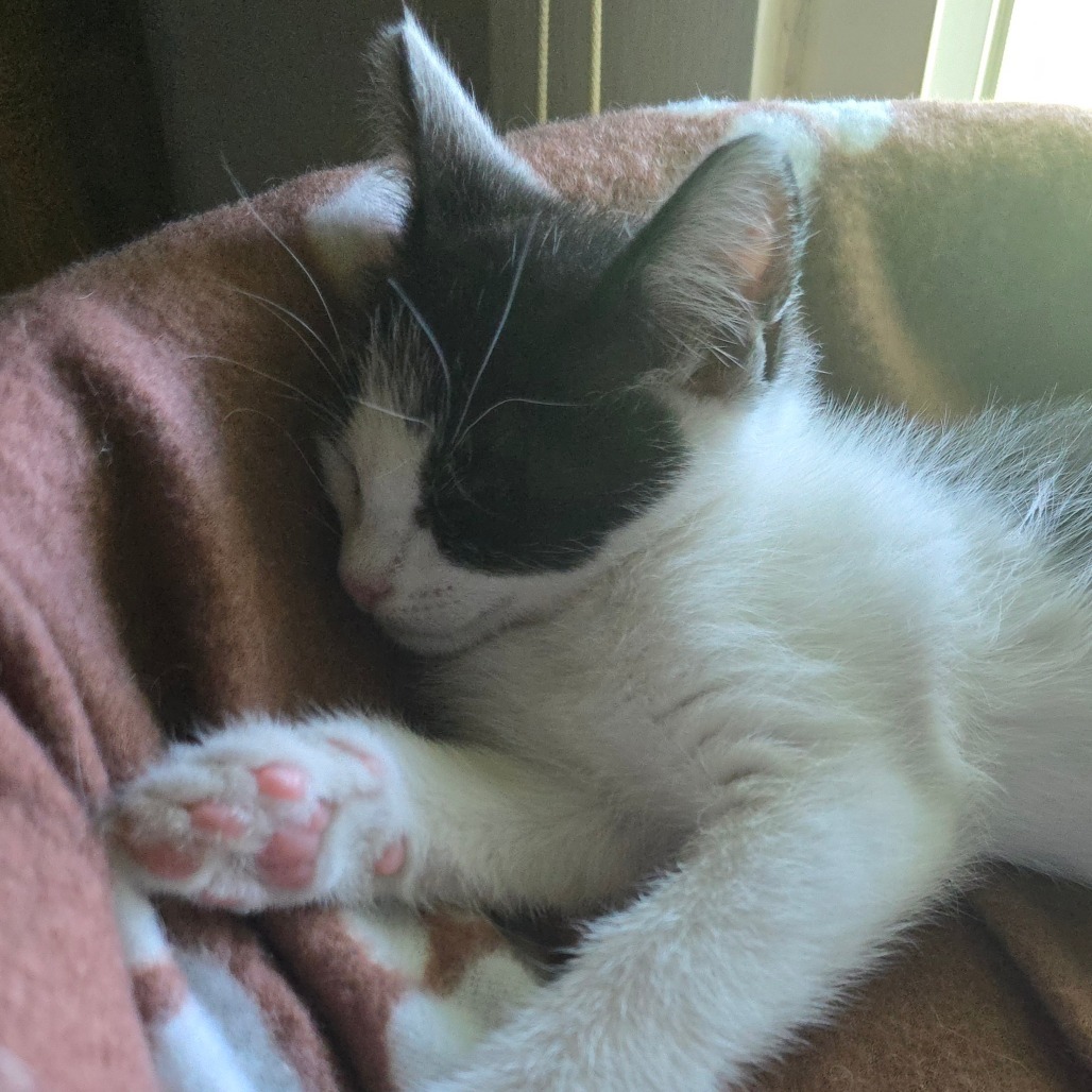 Gracie