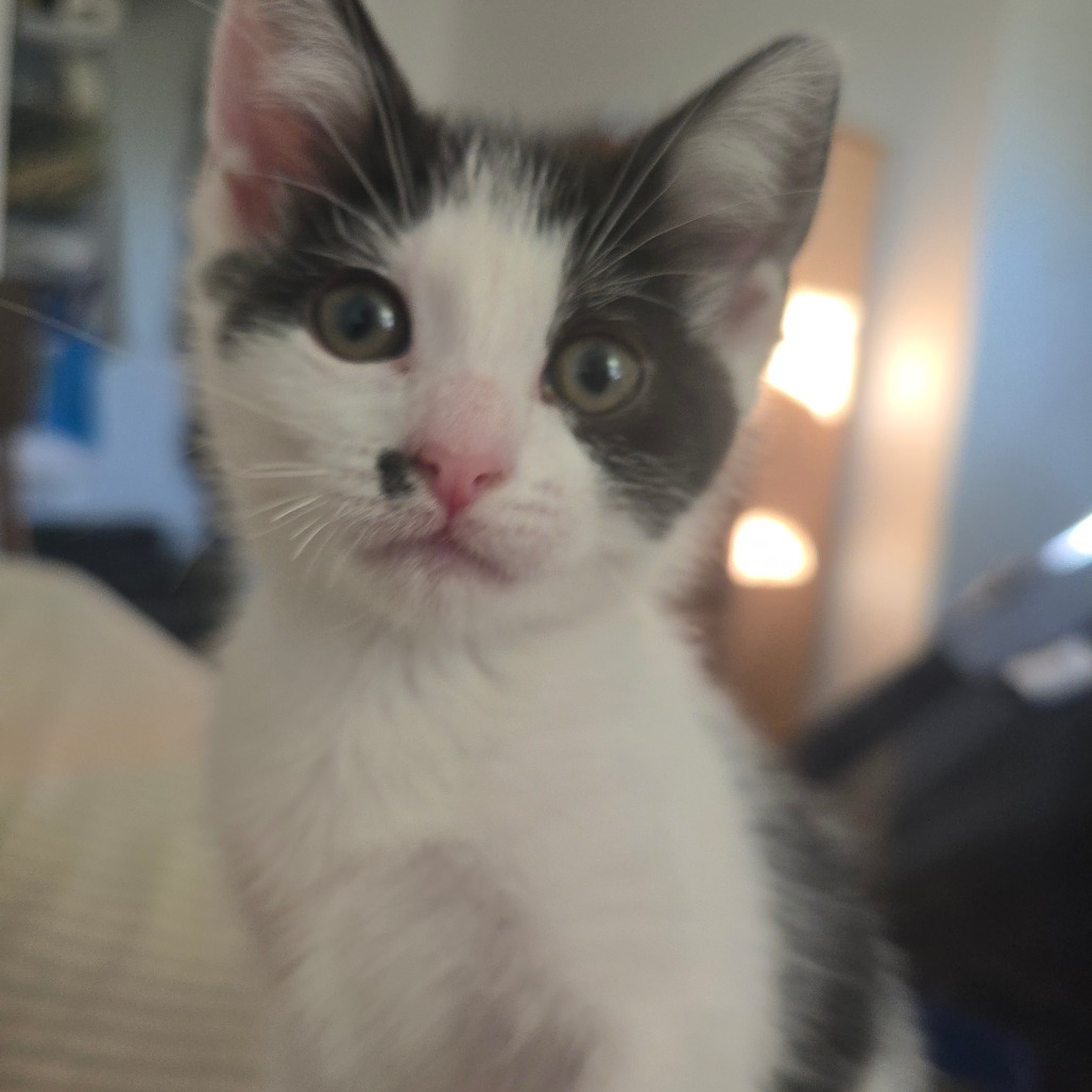 Gracie