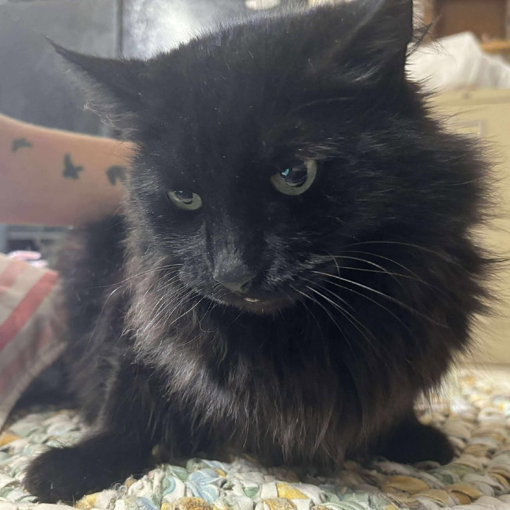 Dutch, an adoptable Domestic Long Hair in Nampa, ID, 83686 | Photo Image 1