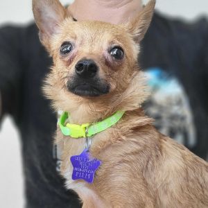 Taco Bell Chihuahua Dog