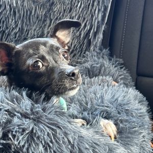 Fortune Chihuahua Dog
