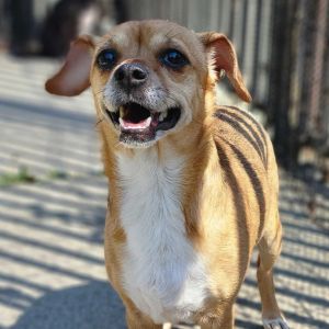 Tanner Chihuahua Dog