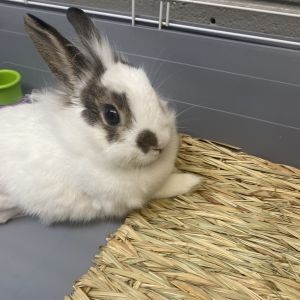 Fluffers, Adult Female unknown