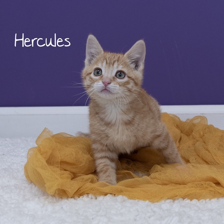 Hercules
