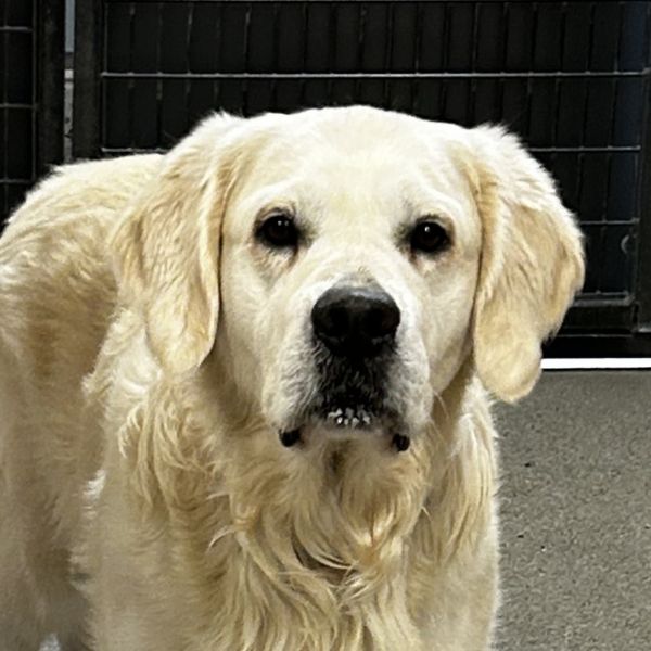 Pet Image