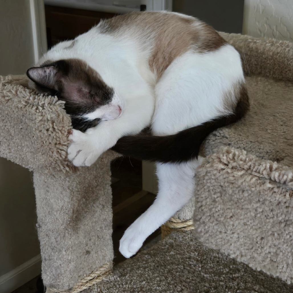 Victor, an adoptable Domestic Short Hair, Siamese in Prescott, AZ, 86304 | Photo Image 2