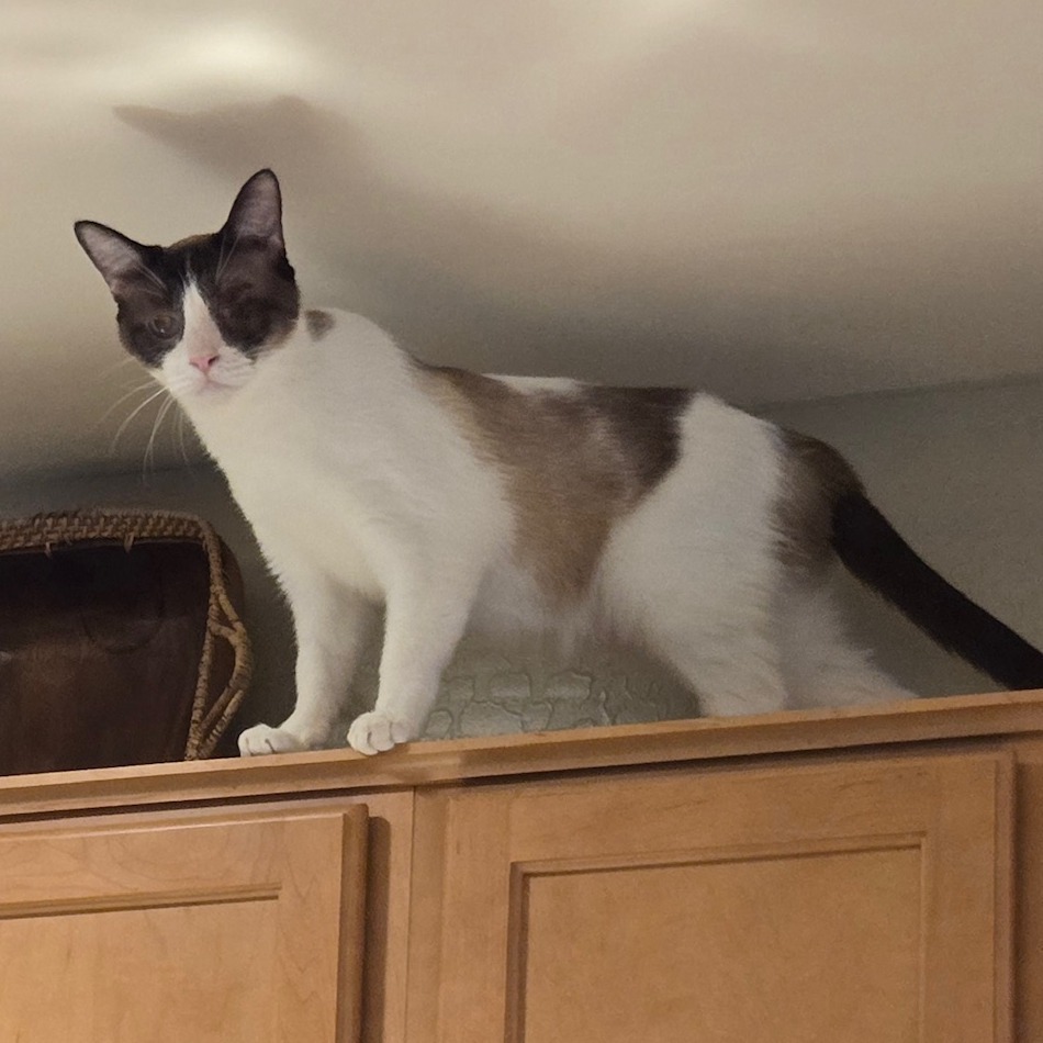 Victor, an adoptable Domestic Short Hair, Siamese in Prescott, AZ, 86304 | Photo Image 3