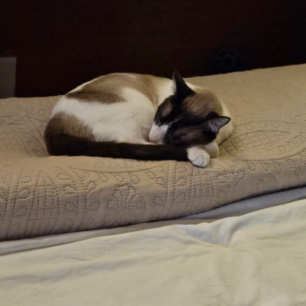 Victor, an adoptable Domestic Short Hair, Siamese in Prescott, AZ, 86304 | Photo Image 4