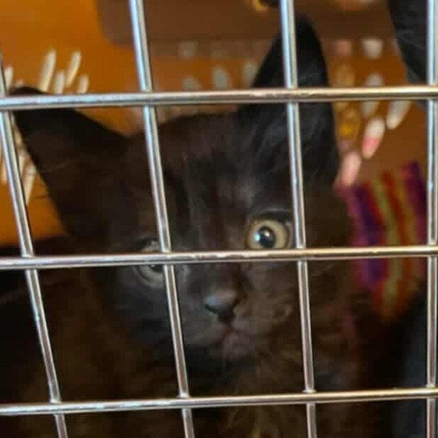 Betty, an adoptable Domestic Short Hair in Jacksonville, OR, 97530 | Photo Image 1