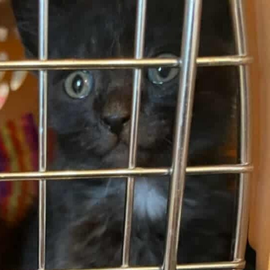Bud, an adoptable Domestic Short Hair in Jacksonville, OR, 97530 | Photo Image 1