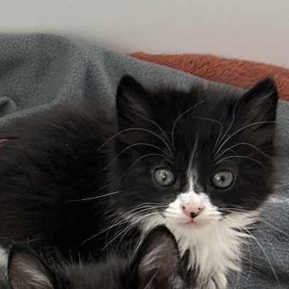 Barcode, an adoptable Domestic Medium Hair in Jacksonville, OR, 97530 | Photo Image 1