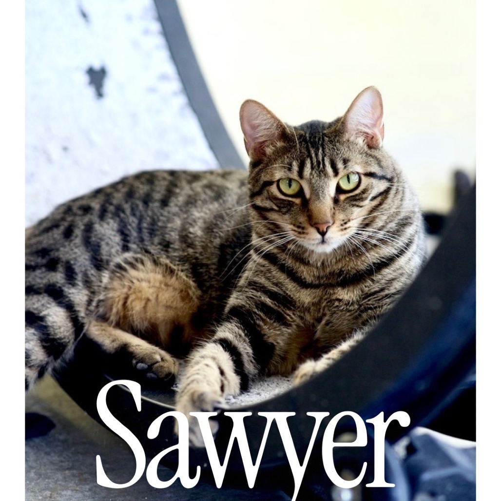 Sawyer
