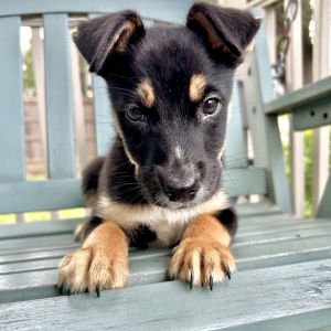 Meet Ace  9 Weeks Old  HuskyAussie Mix  Chill Charming and Cute as Can Be Ace may be