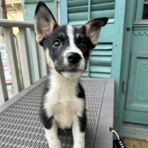 Meet Bandit  9 Weeks Old  HuskyAussie Mix  Little Rogue Big Heart Dont say you werent warned-