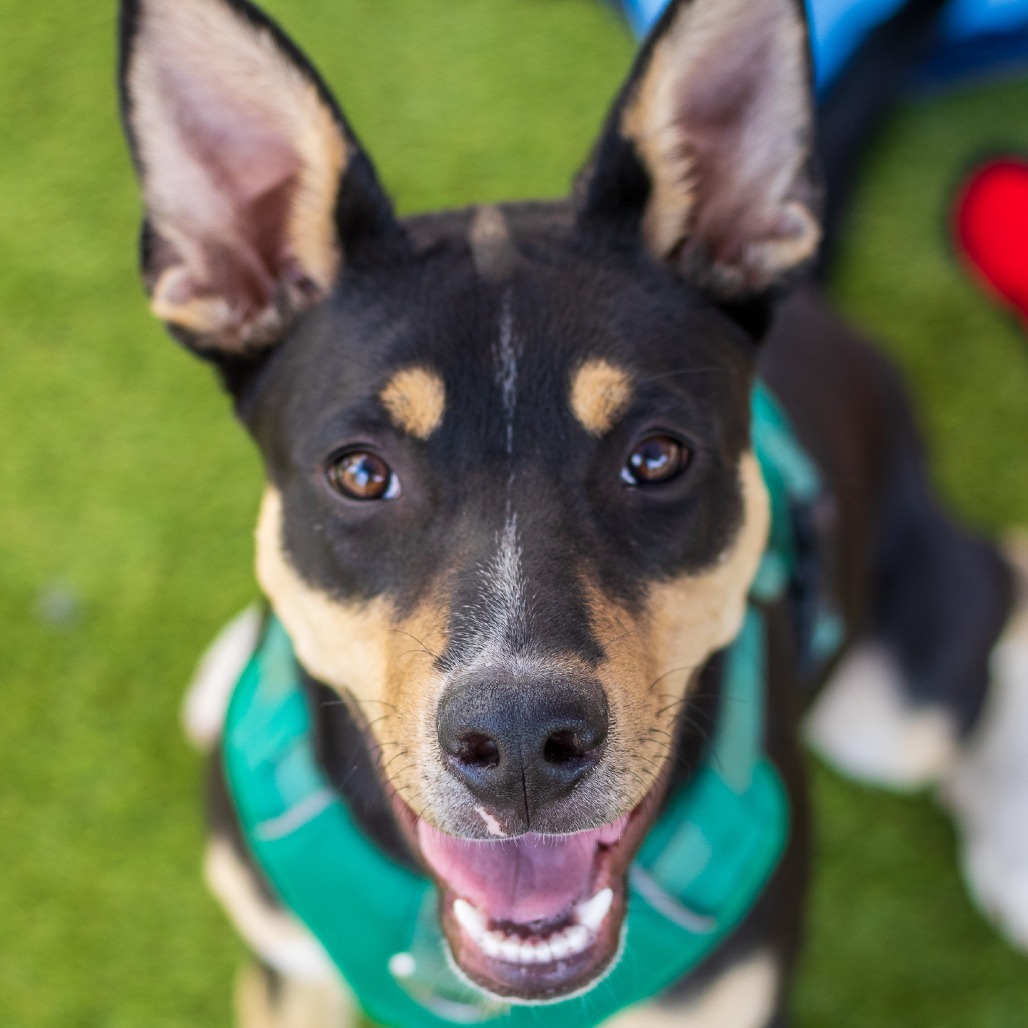 Kenari - Loves Treats & Cuddles! Adopt $75!