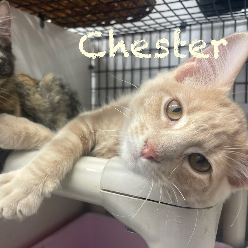 Chester